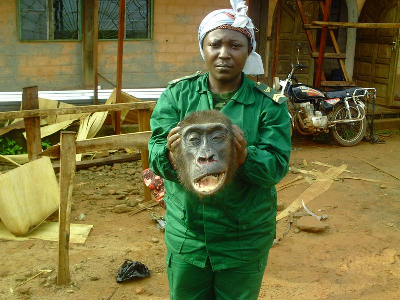 Bei einer Aktion in Ostkamerun gefundener Gorillakopf