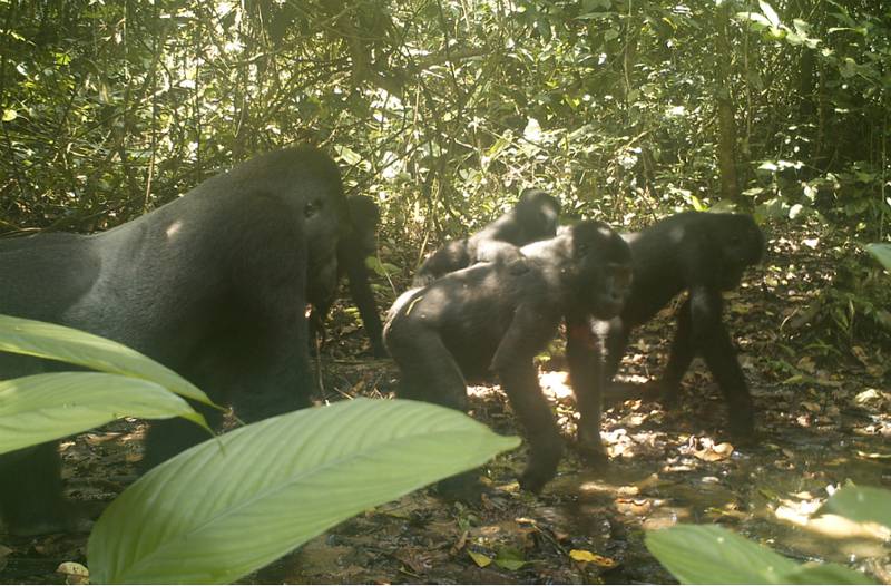 A camera trap placed in the forest caught a group of Grauer’s gorillas. (© DFGFI)