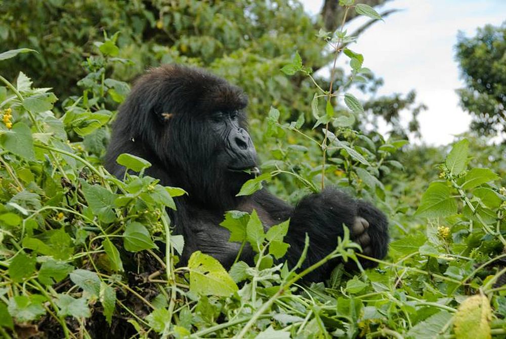 what do gorillas eat
