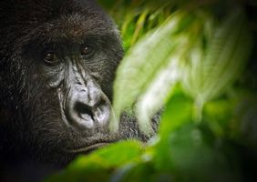 Weiblicher Gorilla aus der Kabirizi-Familie. Virunga-Nationalpark, © Luanne Cadd