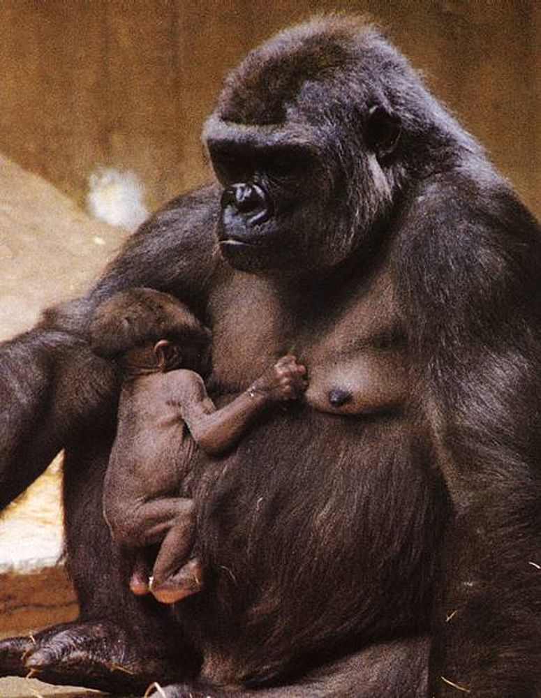 How Developed Is A Newborn Gorilla Berggorilla Regenwald Direkthilfe E V