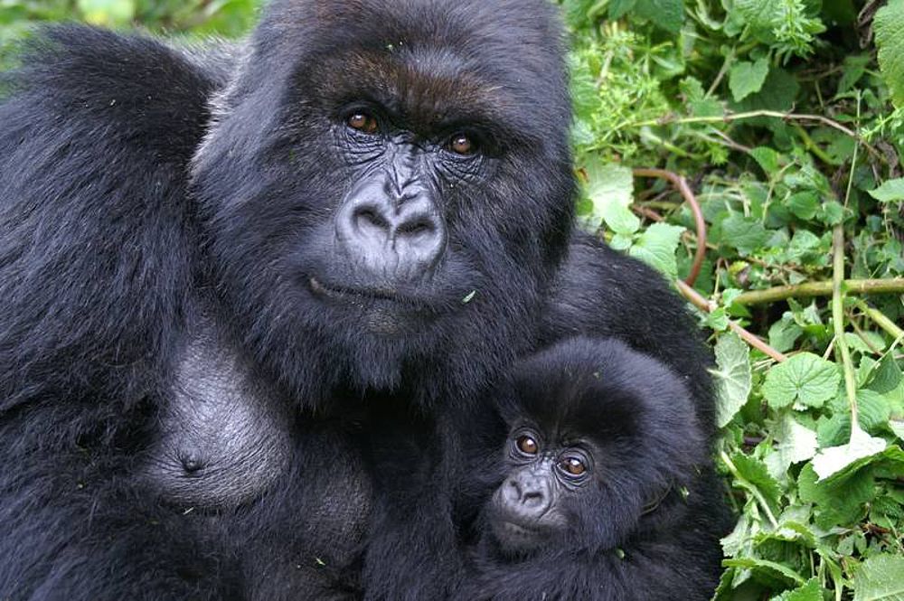 How many offspring does a mother have? - Berggorilla & Regenwald