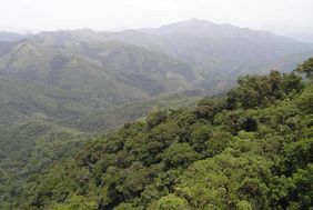 Lebensraum im Kagwene-Gorillareservat: Blick auf den Bergwald des Reservats in Richtung Mbulu-Wald, wo ebenfalls Cross-River-Gorillas vorkommen. (© WCS, Aaron Nicholas)