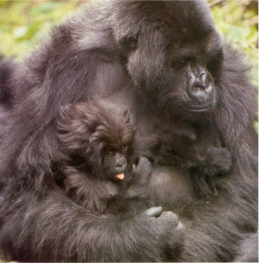 Are mountain gorillas something special? Berggorilla & Regenwald