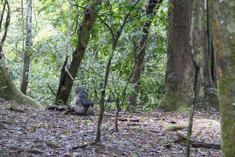 Kamaya, Loango National Park, Gabon (© Martha Robbins)