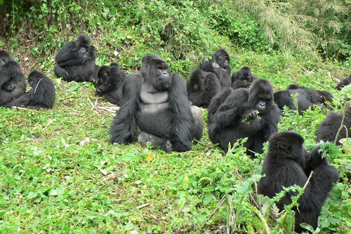 Wie Viel Wiegt Ein Gorilla