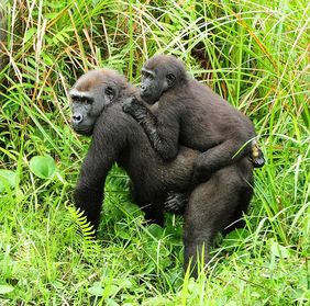 Gorillas in der Bai