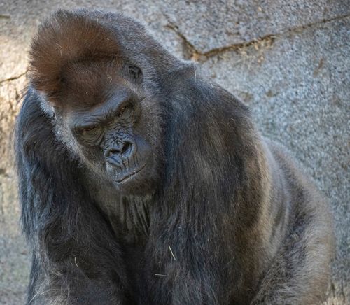 Wie Viel Wiegt Ein Gorilla
