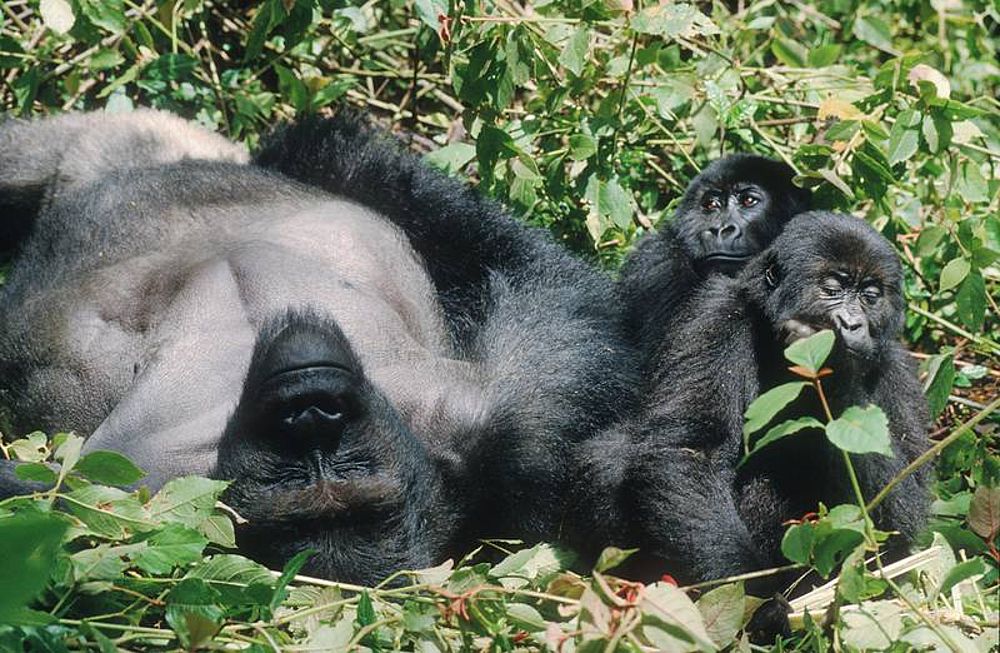 How does a gorilla father treat his children? Berggorilla & Regenwald