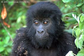 Matabishis Fell war voll Parasiten, als man ihn fand (© Gorilla Doctors)