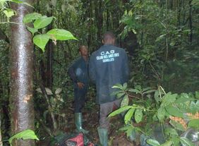 Ein Monitoring-Team der Clubs des Amis des Gorillles bei der Arbeit im Wald (© ZSSD/Daniel Mfossa)