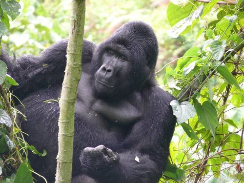 Wie Schwer Ist Ein Gorilla
