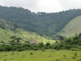 Mayombe: der Wald hinten liegt in Cabinda; vorn Niari, Republik Kongo