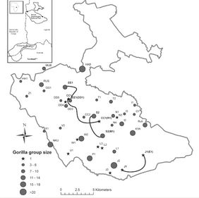 Karte des Bwindi-Nationalparks mit den Stellen, an denen die Gorillagruppen bei der Bestandsaufnahme gefunden wurden. Die Größe der Kreise entspricht der Gruppengröße, Gruppen und Silberrückenmänner, die doppelt gezählt wurden, sind mit einer Linie verbunden (© Nachdruck mit Erlaubnis von Elsevier)