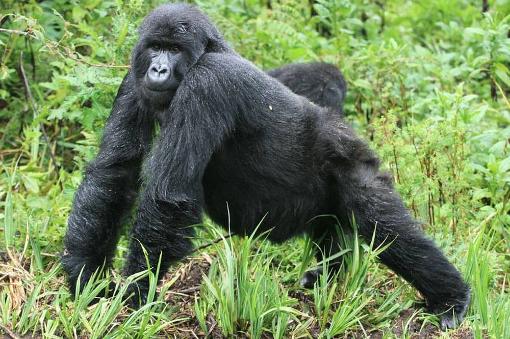 Wo Kommt Der Name Gorilla Her Berggorilla Regenwald Direkthilfe E V