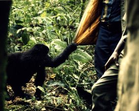 Junger Bwindi-Gorilla zieht an der Jacke eines Wildhüters (© Michael Schmitt)
