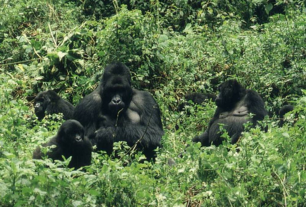 Do Gorillas Live In Families Berggorilla Regenwald Direkthilfe E V