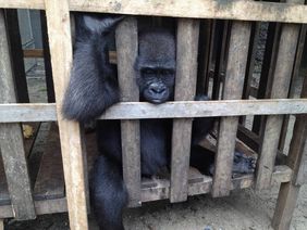 Afangui in ihrem Käfig vor der Konfiszierung in Äquatorial-Guinea