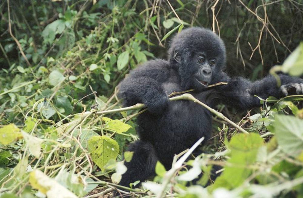 It's Taken 30 Humans To Raise This Motherless Monkey At The Zoo