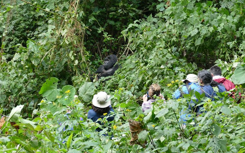 Tourists with Mukiza, Bwindi Impenetrable National Park (© Martha Robbins)