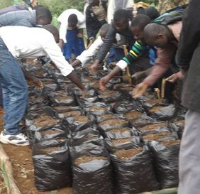Planting of passion fruit seeds in sacks at the Vurusi nursery