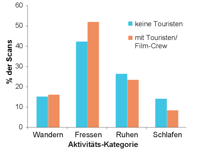 Aktivität des Silberrückens bei verschiedenen Besuchertypen (© Chloe Hodgkinson)