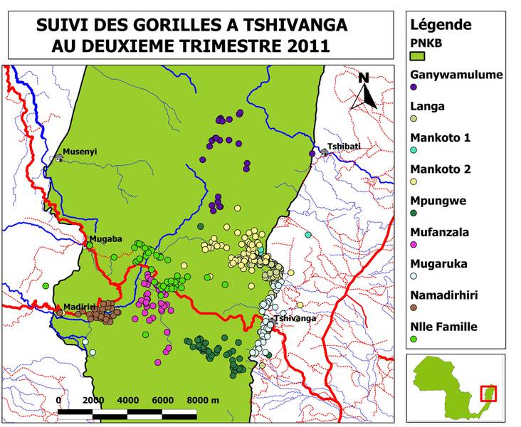 [Translate to EN:] Gorilla-Familien