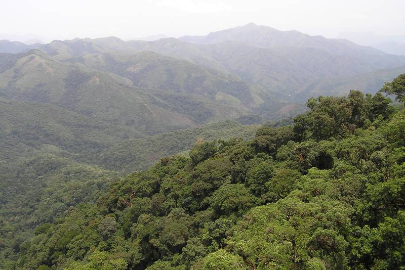 Lebensraum im Kagwene-Gorillareservat: Blick auf den Bergwald des Reservats in Richtung Mbulu-Wald, wo ebenfalls Cross-River-Gorillas vorkommen. (© WCS, Aaron Nicholas)