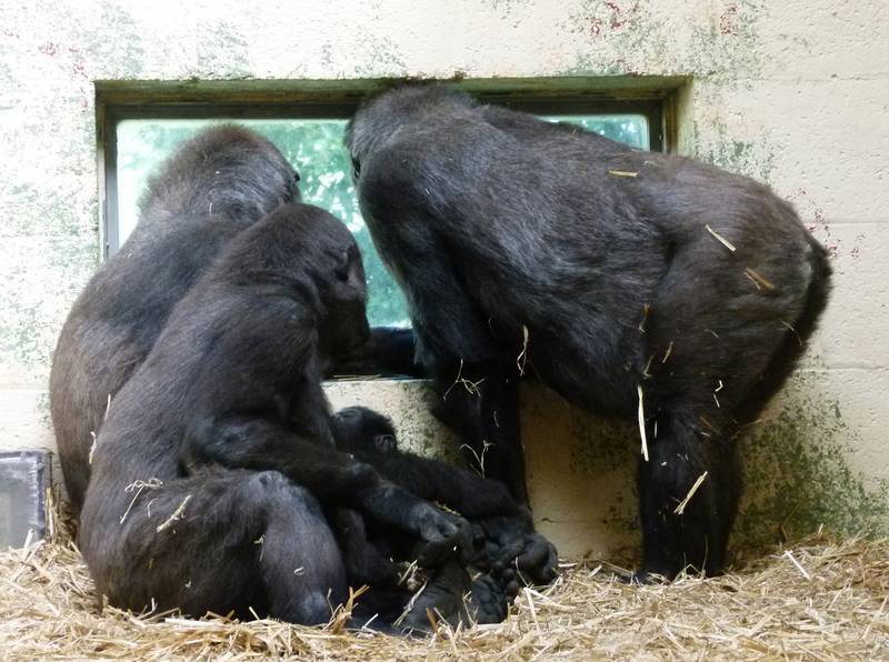 Jambo beobachtet uns im Gorillahaus