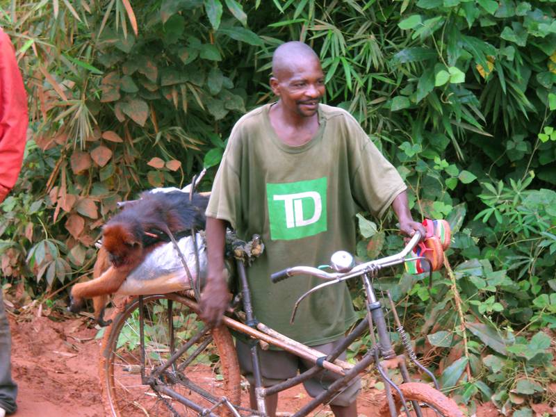 Transport of a monkey that was killed in the national park (© Paulin Wilondja-as-Ngobobo)