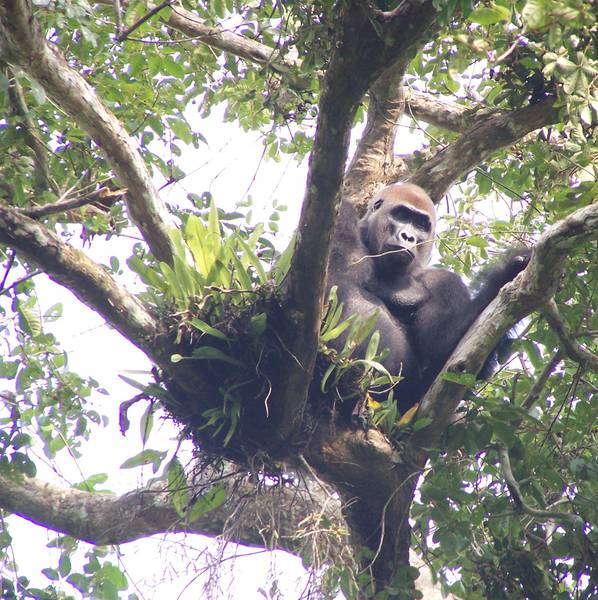 [Translate to EN:] Ein Gorilla-Silberrückenmann auf der Suche nach Früchten in Loango.