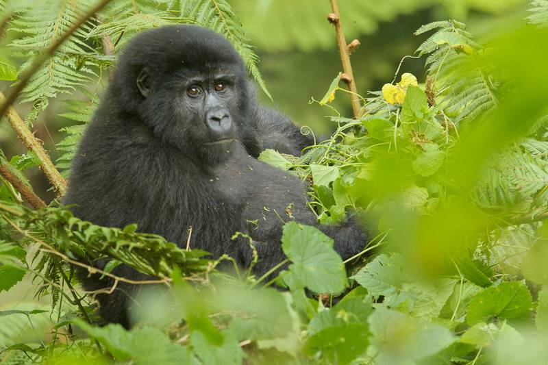 [Translate to EN:] Gorilla bei Ruhija (© www.mondberge.com)