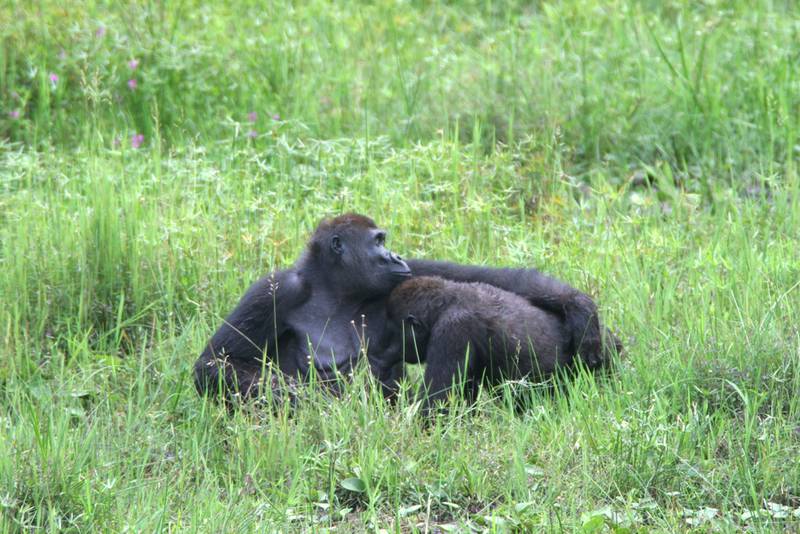 Gorillamutter mit Säugling in Mbeli Bai