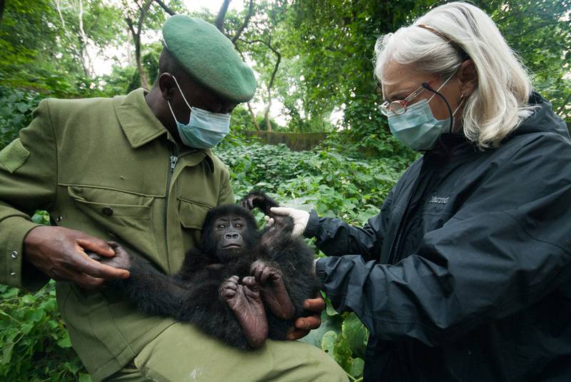 Jan Ramer (right) examining Shamavu, who is held by the ranger Shamavu (© Molly Feltner)