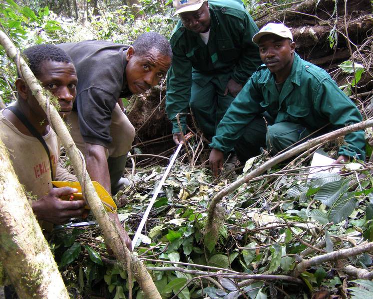 MINFOF-Mitarbeiter in Kagwene: der Provinzbeauftragte und der Provinzchef für Wildtiere der Nordwestprovinz erfahren bei einem Besuch im Kagwene-Reservat mehr über Gorillas. (© WCS, Ymke Warren)