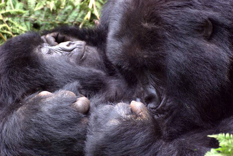Mararo grooming her sick son Impundu (© Magdalena Braum)