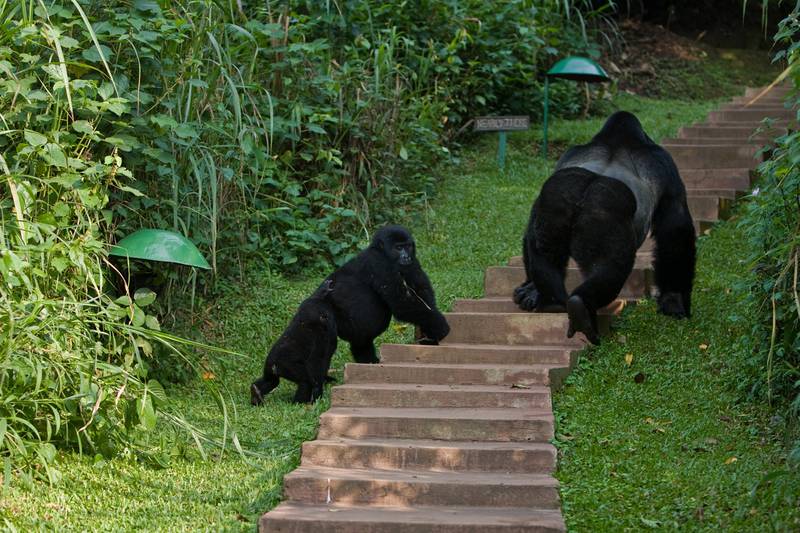 Members of the Rushegura group visiting a lodge in Buhoma (© Uwe Kribus)