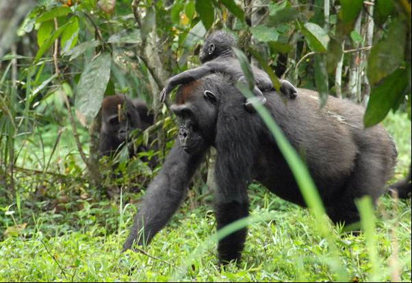 Mowane riding on Malui’s back (© Kate Bracewell)