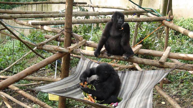 Ndeze and Ndakasi in the Senkwekwe Centre (© www.gorilla.cd)