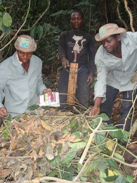 Peter Tipa, Moses Takia and hunter Prince Ebole with a gorilla nest (© WCS Takamanda-Mone Landscape Project, Cameroon)