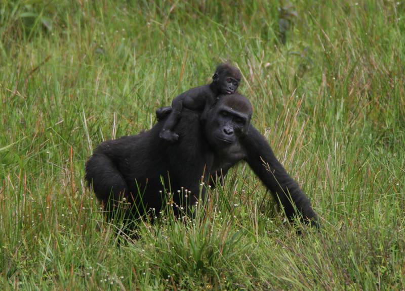 Petunia with her son Asta while visiting Mbeli Bai (© Thomas Breuer)