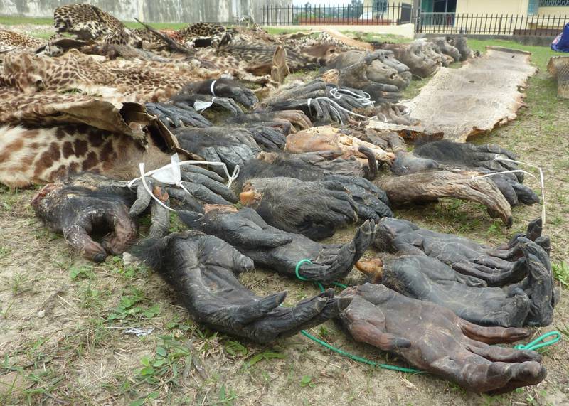 Chimpanzee and gorilla hands confiscated during the operation in January 2011 (© Luc Mathot)