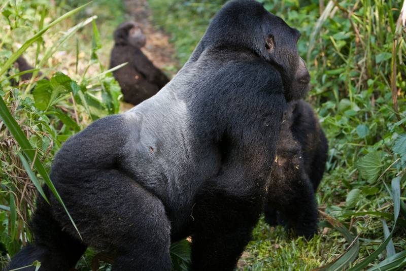 Silberrückenmann in Bwindi