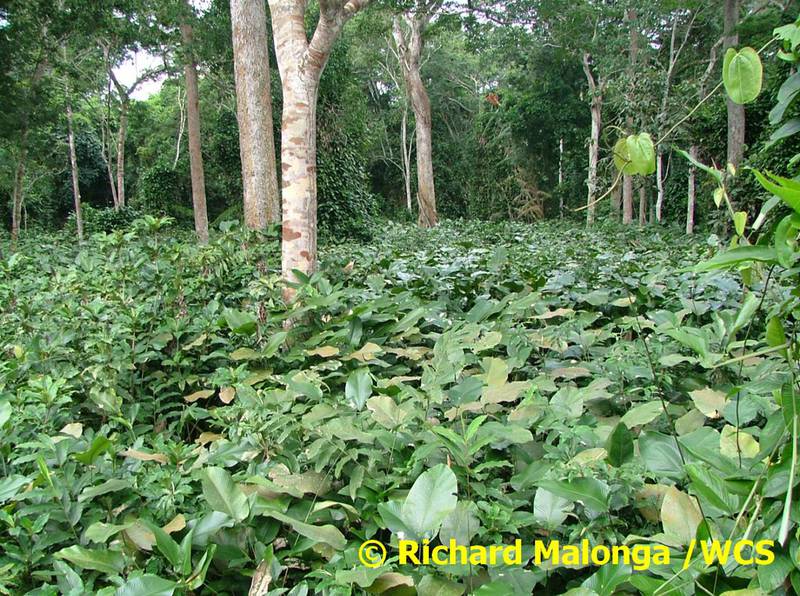 Swampy forest with Marantaceae