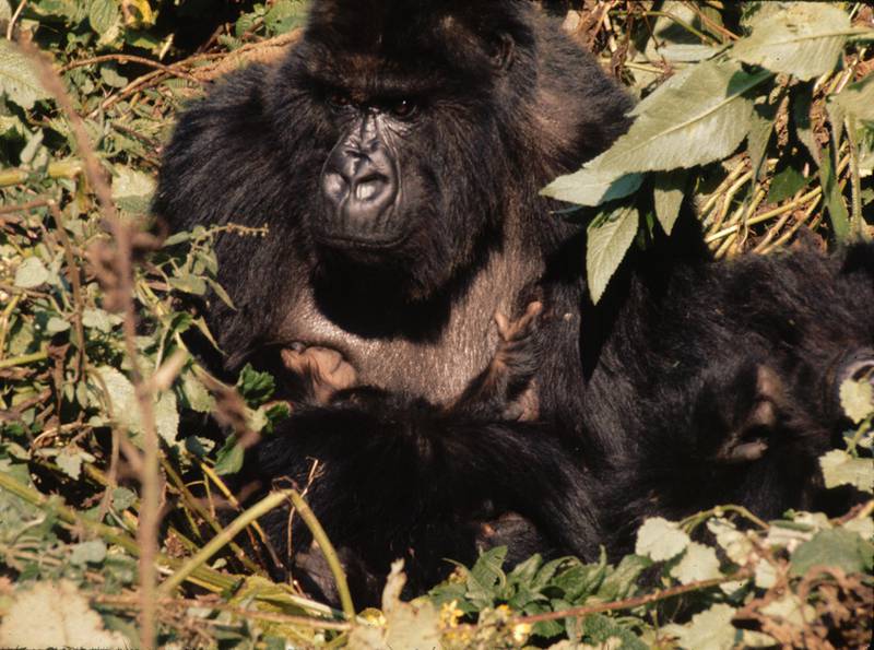 Titus in 1974, 2 days old, in the arms of his mother Flossie (© Kelly Stewart)