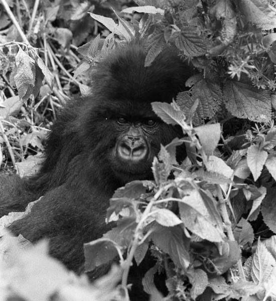 Titus as a subadult in the 1980s (© Kelly Stewart)