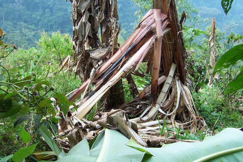 Von Gorillas zerstörte Bananenstaude am Rand des Bwindi-Impenetrable-Nationalparks