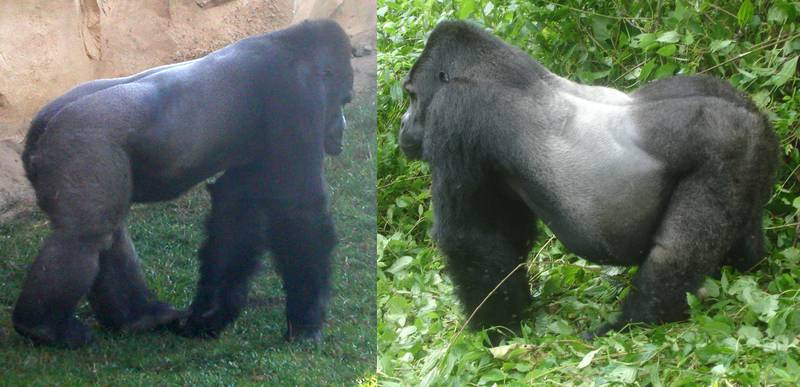 [Translate to Englisch:] Westlicher Gorilla im Zoo und Berggorilla in Bwindi