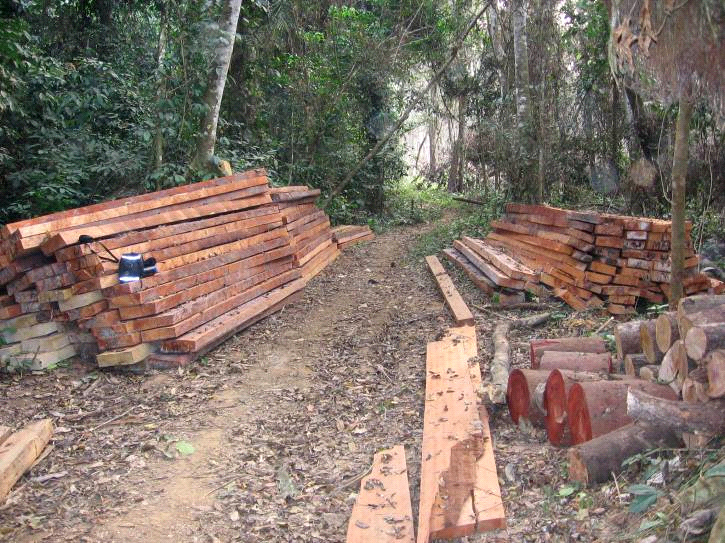 A pile of sawn logs and a logging trail in the reserve