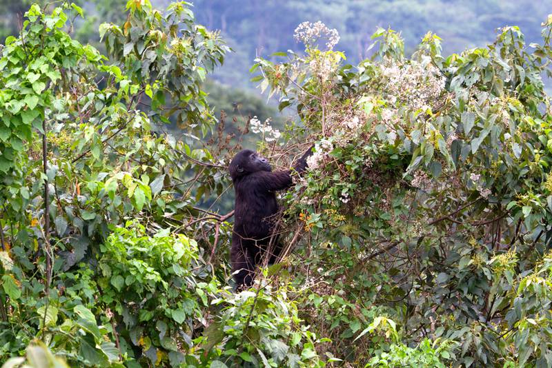 One of the orphans climbs a tree in the new enclosure (© Andrew Bernard)